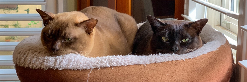 Two Burmese cats sit in a basket looking unimpressed