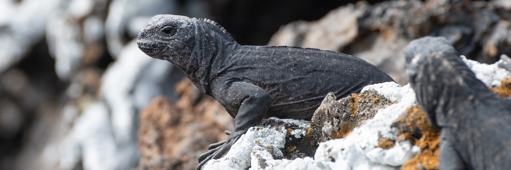 A juvenile marine iguana sits on a colourful rock at Tintoreras in the Galápagos Islands